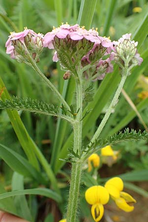 Achillea millefolium subsp. sudetica \ Gebirgs-Wiesen-Schafgarbe, Sudeten-Schafgarbe, A Pusterwald, Eiskar 1.7.2019