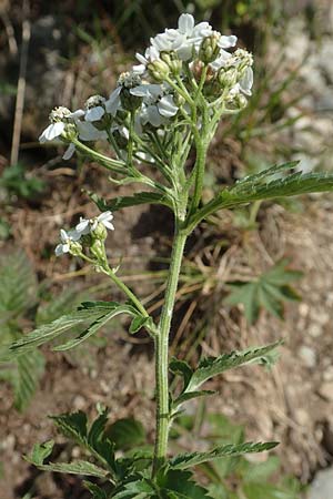 Achillea macrophylla \ Groblttrige Schafgarbe, A Osttirol, Porze 13.7.2019