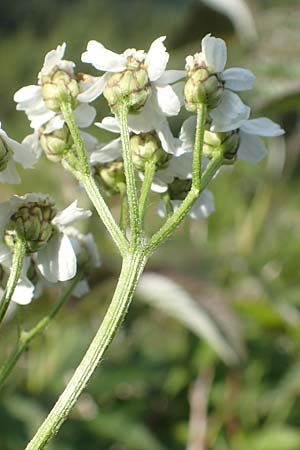 Achillea macrophylla / Big-Leaf Milfoil, A Osttirol, Porze 13.7.2019