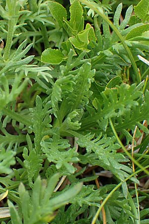 Achillea erba-rotta subsp. moschata \ Moschus-Schafgarbe / Musk Yarrow, Iva, A Seckauer Tauern, Brandstätter Törl 27.7.2021
