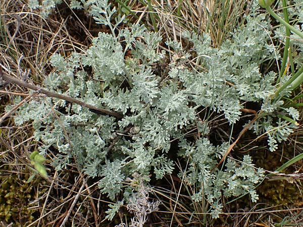 Artemisia santonicum \ Salzsteppen-Wermut, Ungarischer Beifu, A Seewinkel, Apetlon 9.5.2012