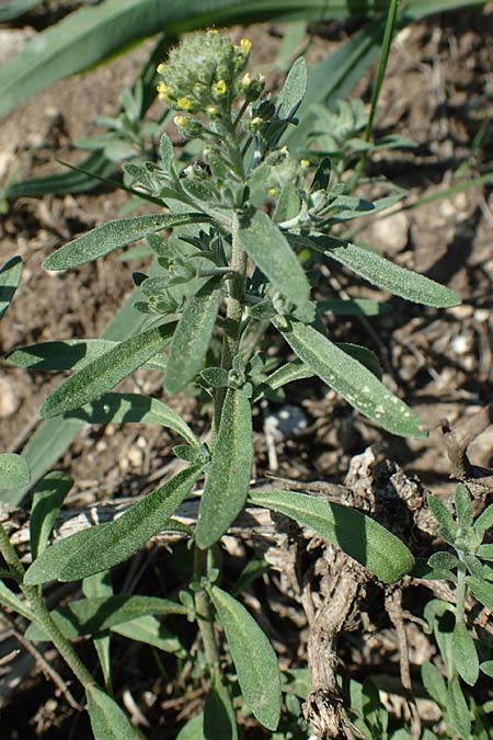 Alyssum alyssoides / Small Alison, Pale Madwort, A Gumpoldskirchen 15.5.2022