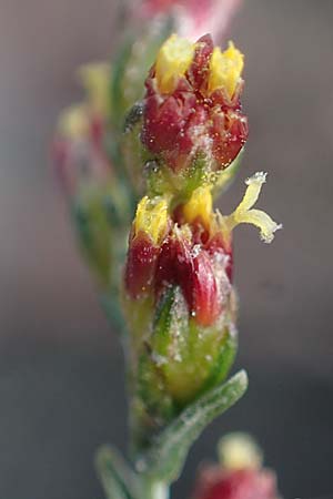 Artemisia santonicum \ Salzsteppen-Wermut, Ungarischer Beifu, A Seewinkel, Apetlon 20.9.2012