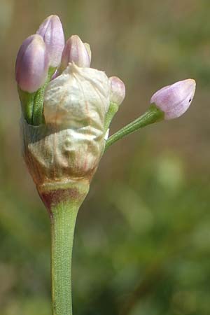 Allium senescens subsp. montanum \ Berg-Lauch / Mountain Garlic, German Garlic, A Hainburg 8.7.2023