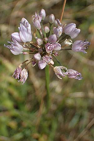 Allium senescens subsp. montanum / Mountain Garlic, German Garlic, A Hainburg 8.7.2023