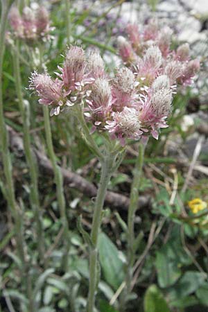 Antennaria dioica \ Gewhnliches Katzenpftchen / Mountain Everlasting, A Lechtal, Forchach 27.5.2007