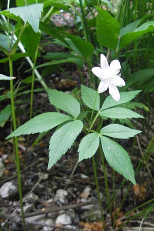 Anemone trifolia \ Dreiblatt-Anemone / Threefoil Anemone, A Kärnten/Carinthia, Hochobir 1.7.2010