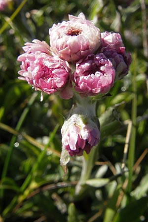 Antennaria dioica \ Gewhnliches Katzenpftchen / Mountain Everlasting, A Trenchtling 3.7.2010