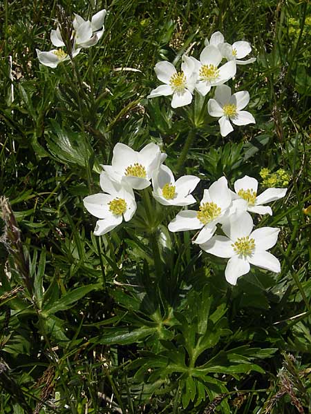 Anemone narcissiflora \ Berghhnlein, Narzissenbltige Anemone / Narcissus Anemone, A Trenchtling 3.7.2010