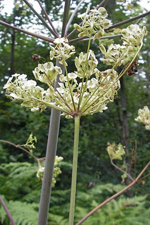 Angelica sylvestris \ Wald-Engelwurz, Gewhnliche Engelwurz / Wild Angelica, A Kärnten/Carinthia, Kleinobir 2.8.2011