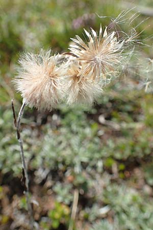 Antennaria dioica \ Gewhnliches Katzenpftchen / Mountain Everlasting, A Kärnten/Carinthia, Koralpe 9.8.2016