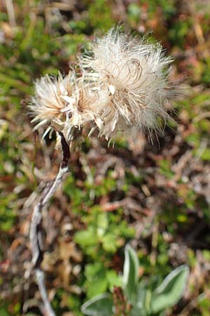 Antennaria dioica \ Gewhnliches Katzenpftchen, A Kärnten, Koralpe 9.8.2016