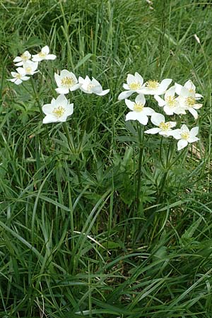 Anemone narcissiflora \ Berghhnlein, Narzissenbltige Anemone / Narcissus Anemone, A Rax 28.6.2020