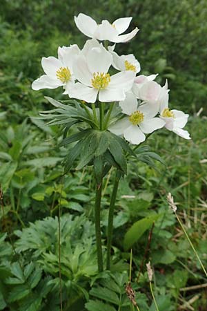 Anemone narcissiflora \ Berghhnlein, Narzissenbltige Anemone, A Schneealpe 30.6.2020