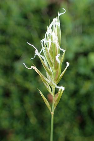 Anthoxanthum alpinum \ Alpen-Ruch-Gras / Alpine Vernal Grass, A Wölzer Tauern, Kleiner Zinken 26.6.2021