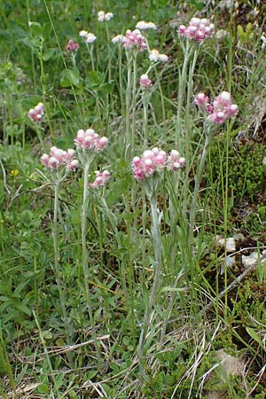 Antennaria dioica \ Gewhnliches Katzenpftchen / Mountain Everlasting, A Kärnten/Carinthia, Koralpe 4.7.2023
