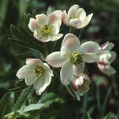 Anemone narcissiflora \ Berghhnlein, Narzissenbltige Anemone / Narcissus Anemone, A Widderstein 12.7.1987