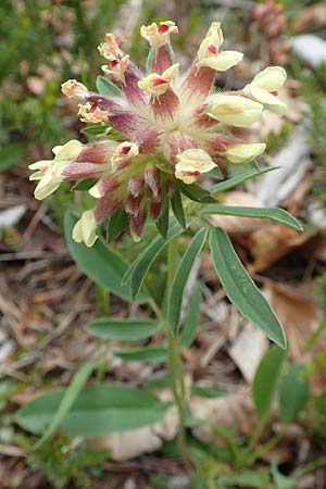 Anthyllis vulneraria subsp. carpatica \ Karpaten-Wundklee / Carpathian Kidney Vetch, A Kärnten/Carinthia, Trögerner Klamm 18.5.2016