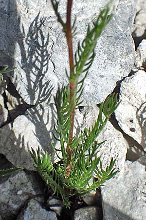 Achillea oxyloba \ Edle Schafgarbe, Dolomiten-Schafgarbe, A Osttirol, Porze 13.7.2019