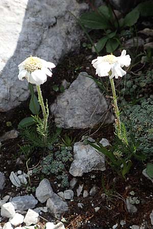 Achillea oxyloba \ Edle Schafgarbe, Dolomiten-Schafgarbe, A Osttirol, Porze 13.7.2019