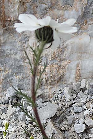 Achillea oxyloba / Noble Yarrow, Alpine Sneezewort, A Osttirol, Porze 13.7.2019