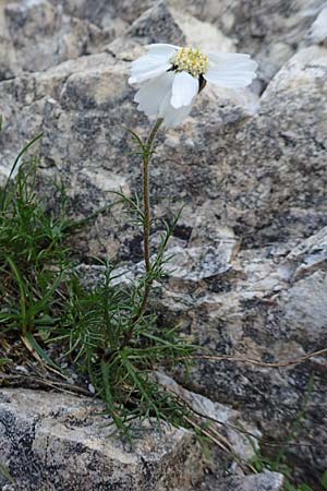 Achillea oxyloba / Noble Yarrow, Alpine Sneezewort, A Osttirol, Porze 13.7.2019