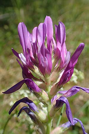 Astragalus onobrychis / Sainfoin Milk-Vetch, A Weikersdorf am Steinfeld 2.7.2020