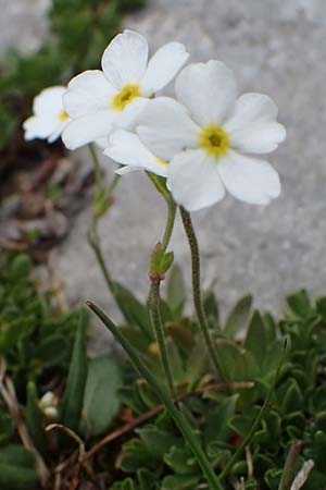 Androsace obtusifolia \ Stumpfblttriger Mannsschild / Blunt-Leaved Rock Jasmine, A Wölzer Tauern, Kleiner Zinken 26.6.2021