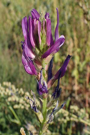 Astragalus onobrychis \ Esparsetten-Tragant, Langfahnen-Tragant / Sainfoin Milk-Vetch, A Seewinkel, Illmitz 23.9.2022