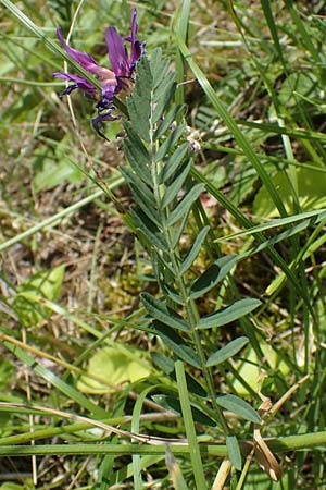 Astragalus onobrychis / Sainfoin Milk-Vetch, A Weikersdorf am Steinfeld 7.7.2023