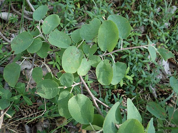 Amelanchier ovalis \ Gewhnliche Felsenbirne / European Service Berry, A Bad Vöslau 7.7.2023