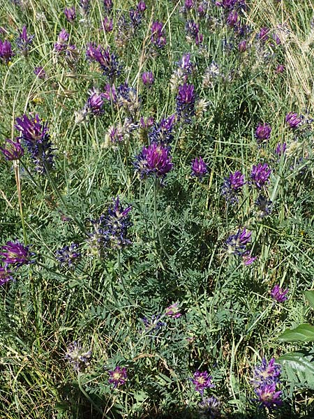 Astragalus onobrychis \ Esparsetten-Tragant, Langfahnen-Tragant / Sainfoin Milk-Vetch, A Hainburg 8.7.2023