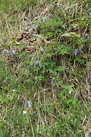 Clematis alpina \ Alpenrebe, Alpen-Waldrebe / Alpine Clematis, A Kärnten/Carinthia, Trögerner Klamm 18.5.2016