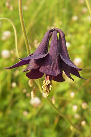 Aquilegia atrata / Dark Columbine, A Hahntennjoch 16.7.2010