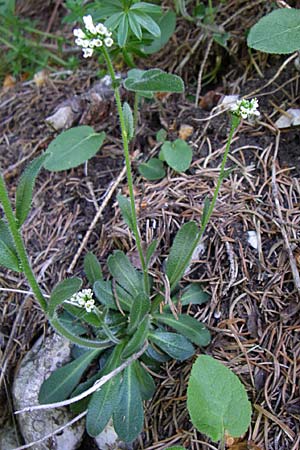 Arabis ciliata \ Doldige Gnsekresse / Rock-Cress, A Hengstpass 31.5.2008