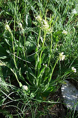 Arabis hirsuta \ Rauhaarige Gnsekresse / Hairy Rock-Cress, A Menauer Alm 31.5.2008