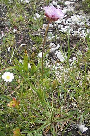 Armeria maritima subsp. alpina \ Alpen-Grasnelke / Alpine Thrift, A Kärnten/Carinthia, Petzen 2.7.2010