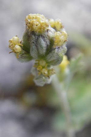 Artemisia umbelliformis / Yellow Genipi, A Malta - Valley 19.7.2010