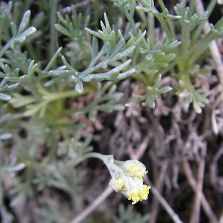 Artemisia umbelliformis \ Edel-Raute / Yellow Genipi, A Malta - Tal / Valley 19.7.2010