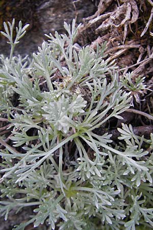 Artemisia umbelliformis \ Edel-Raute / Yellow Genipi, A Malta - Tal / Valley 19.7.2010