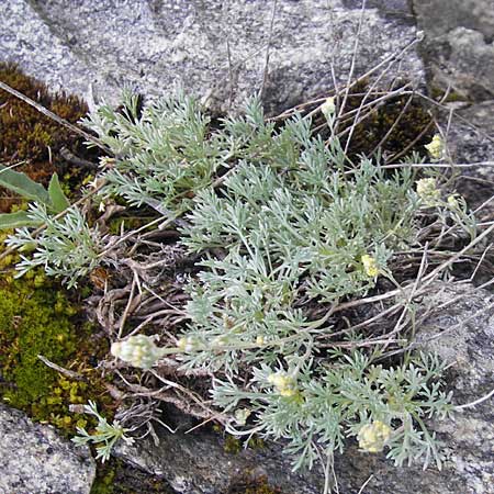 Artemisia umbelliformis / Yellow Genipi, A Malta - Valley 19.7.2010