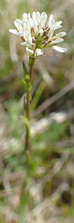 Arabis hirsuta \ Rauhaarige Gnsekresse, A Kärnten, St. Paul im Lavanttal 16.5.2016