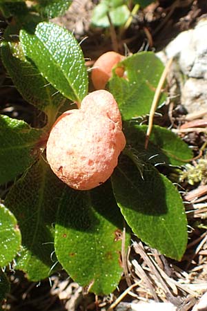 Rhododendron hirsutum \ Bewimperte Alpenrose / Hairy Rhododendron, A Kärnten/Carinthia, Petzen 8.8.2016