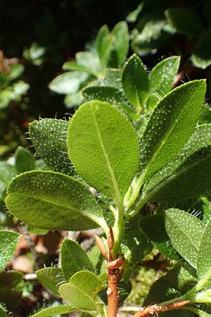 Rhododendron hirsutum \ Bewimperte Alpenrose / Hairy Rhododendron, A Kärnten/Carinthia, Petzen 8.8.2016