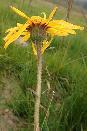 Arnica montana \ Bergwohlverleih, Arnika, A Kärnten, Koralpe 9.8.2016