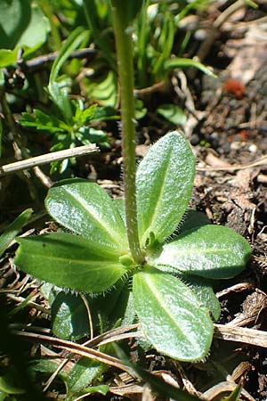 Arabis ciliata \ Doldige Gnsekresse, A Lawinenstein 5.7.2020