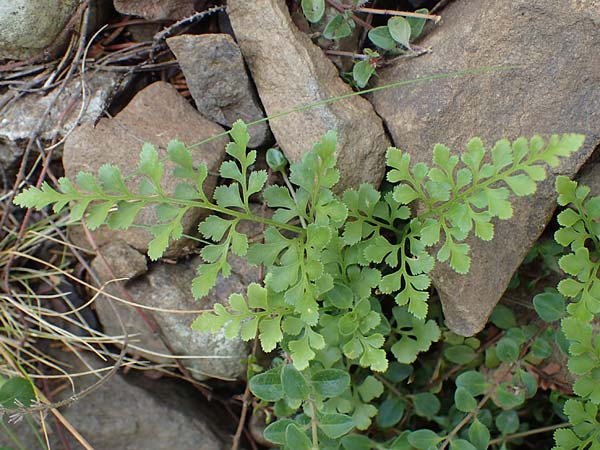 Asplenium ruta-muraria \ Gewhnliche Mauerraute / Wall-Rue, A Kraubath (Mur) 27.6.2021