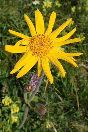 Arnica montana \ Bergwohlverleih, Arnika / Mountain Arnica, A Seetaler Alpen, Zirbitzkogel 28.6.2021