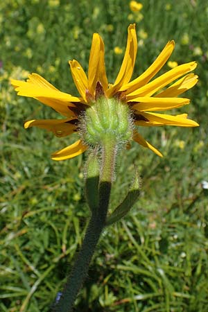 Arnica montana \ Bergwohlverleih, Arnika / Mountain Arnica, A Seetaler Alpen, Zirbitzkogel 28.6.2021