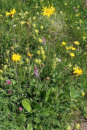 Arnica montana \ Bergwohlverleih, Arnika, A Seetaler Alpen, Zirbitzkogel 28.6.2021